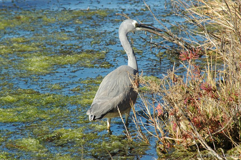 Heron 103 